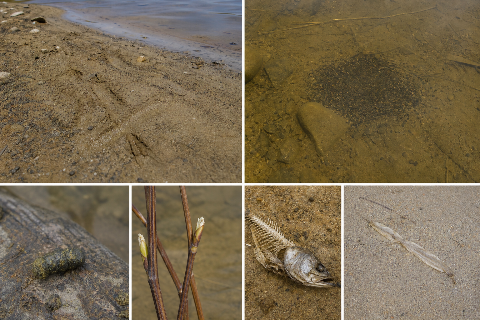 Traces et indices de Achigan à grande bouche
