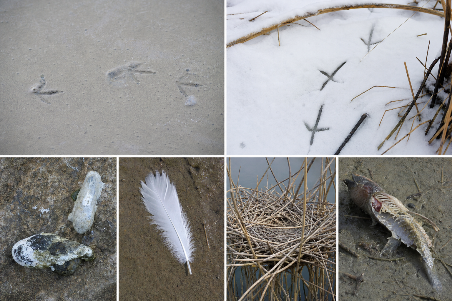 Traces et indices de Aigrette garzette