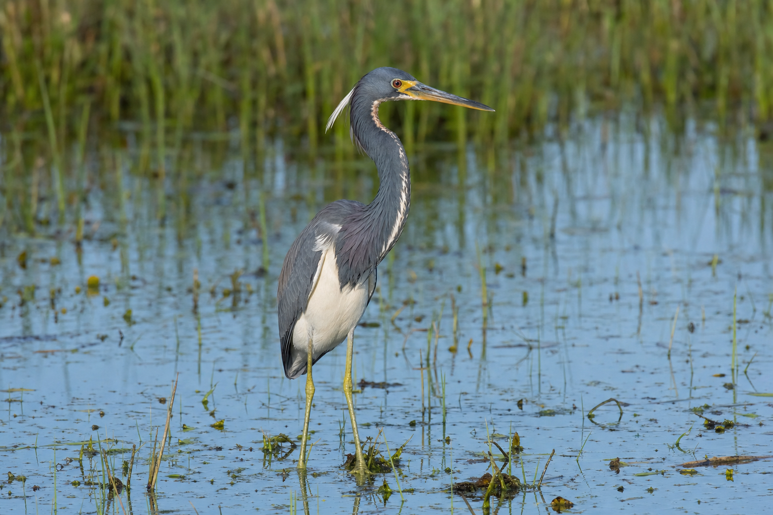 Aigrette tricolore au Québec