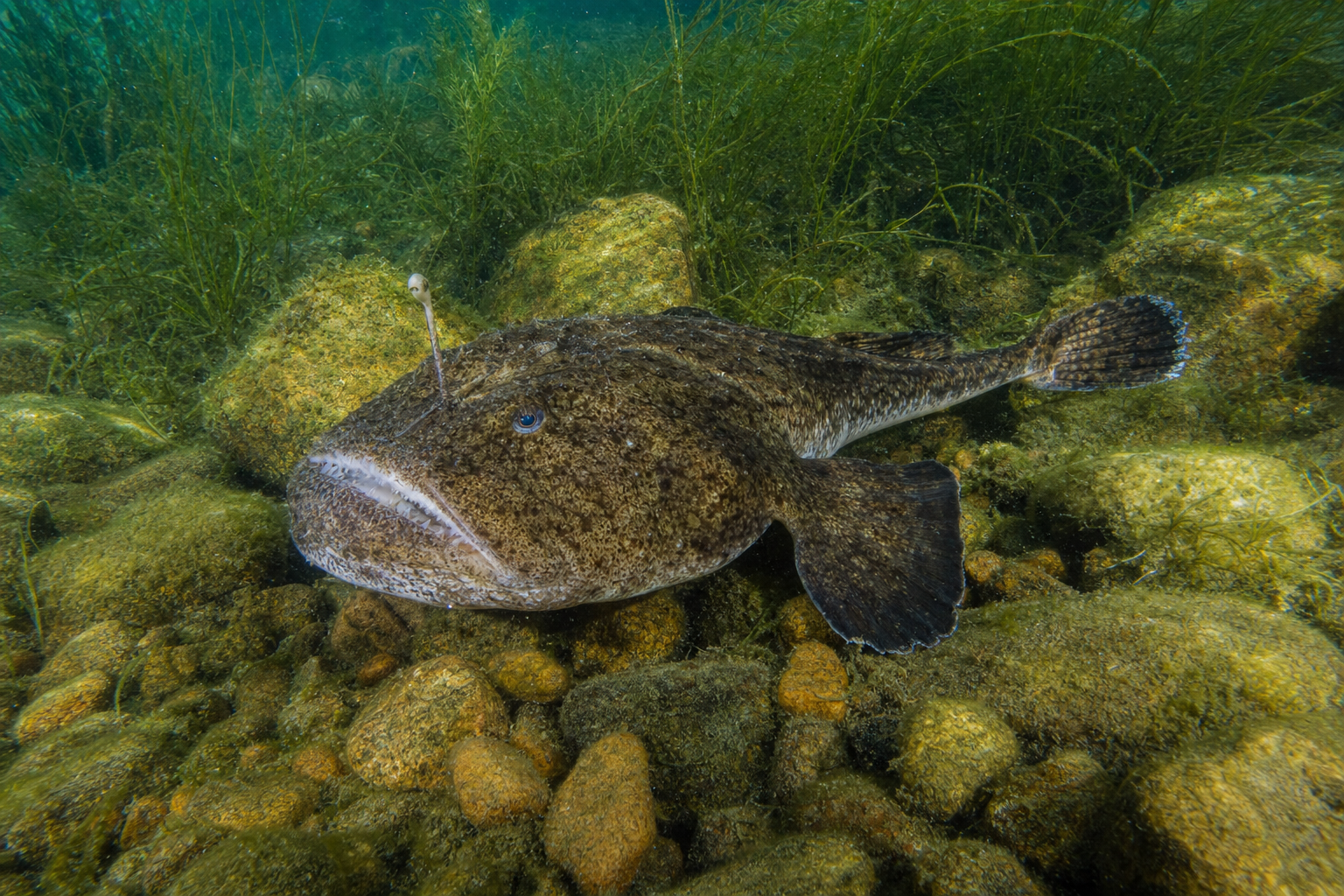 Baudroie d'Amérique posée sur un fond de sable et de gravier, tête large et bouche démesurée.