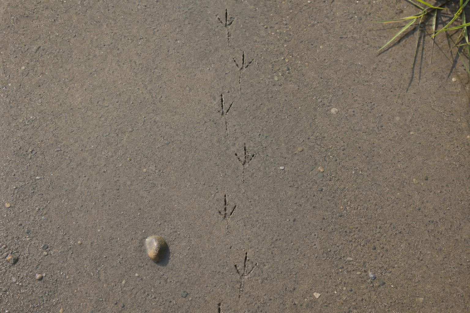 Traces et indices de Alouette hausse-col praticola