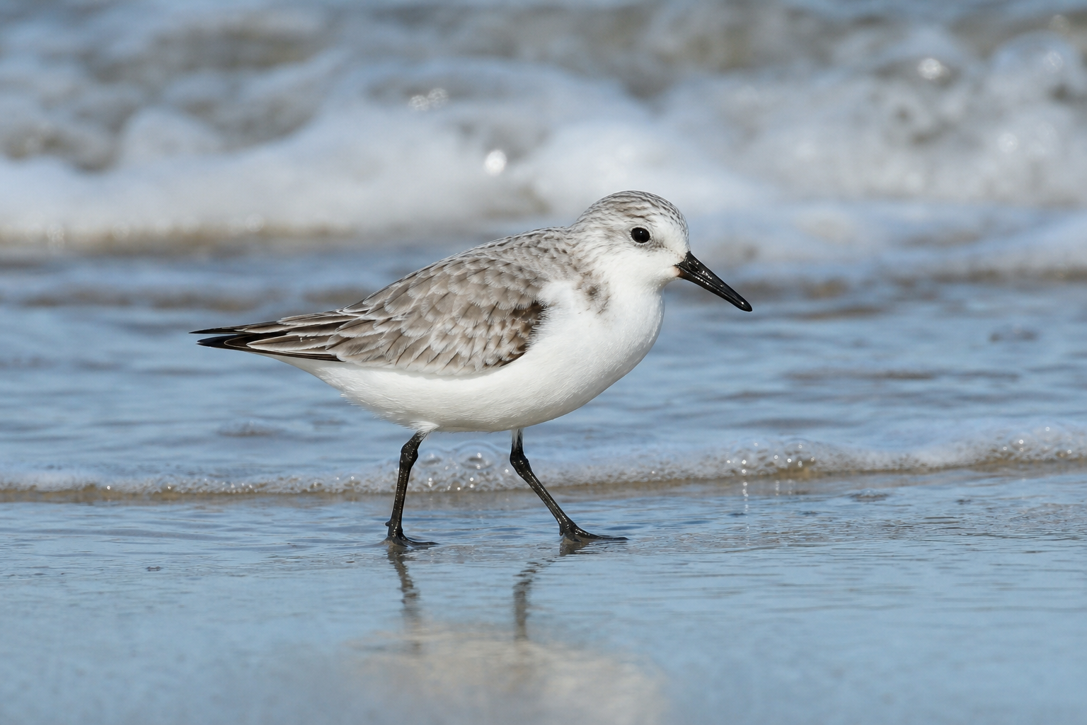 Bécasseau sanderling au plumage pâle, bec et pattes noirs, courant sur le sable humide d'une plage.