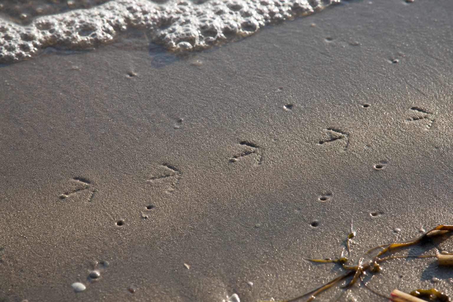 Traces et indices de Bécasseau sanderling