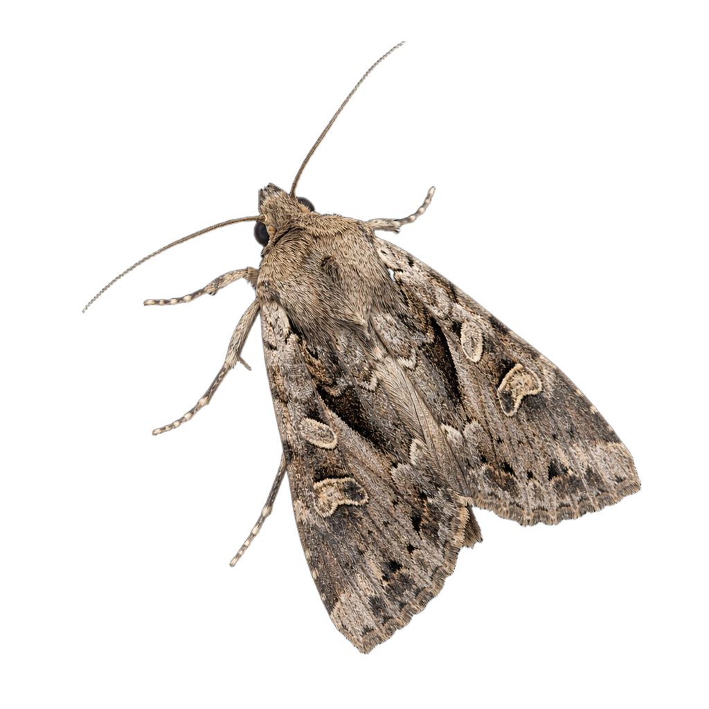 Amphipyra glabella au Québec