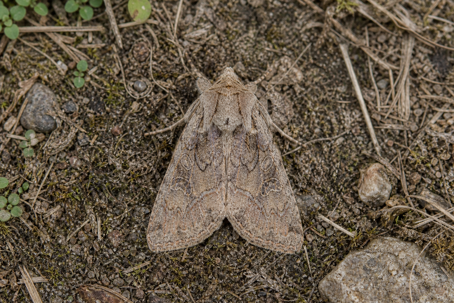 Amphipyra glabella au Québec