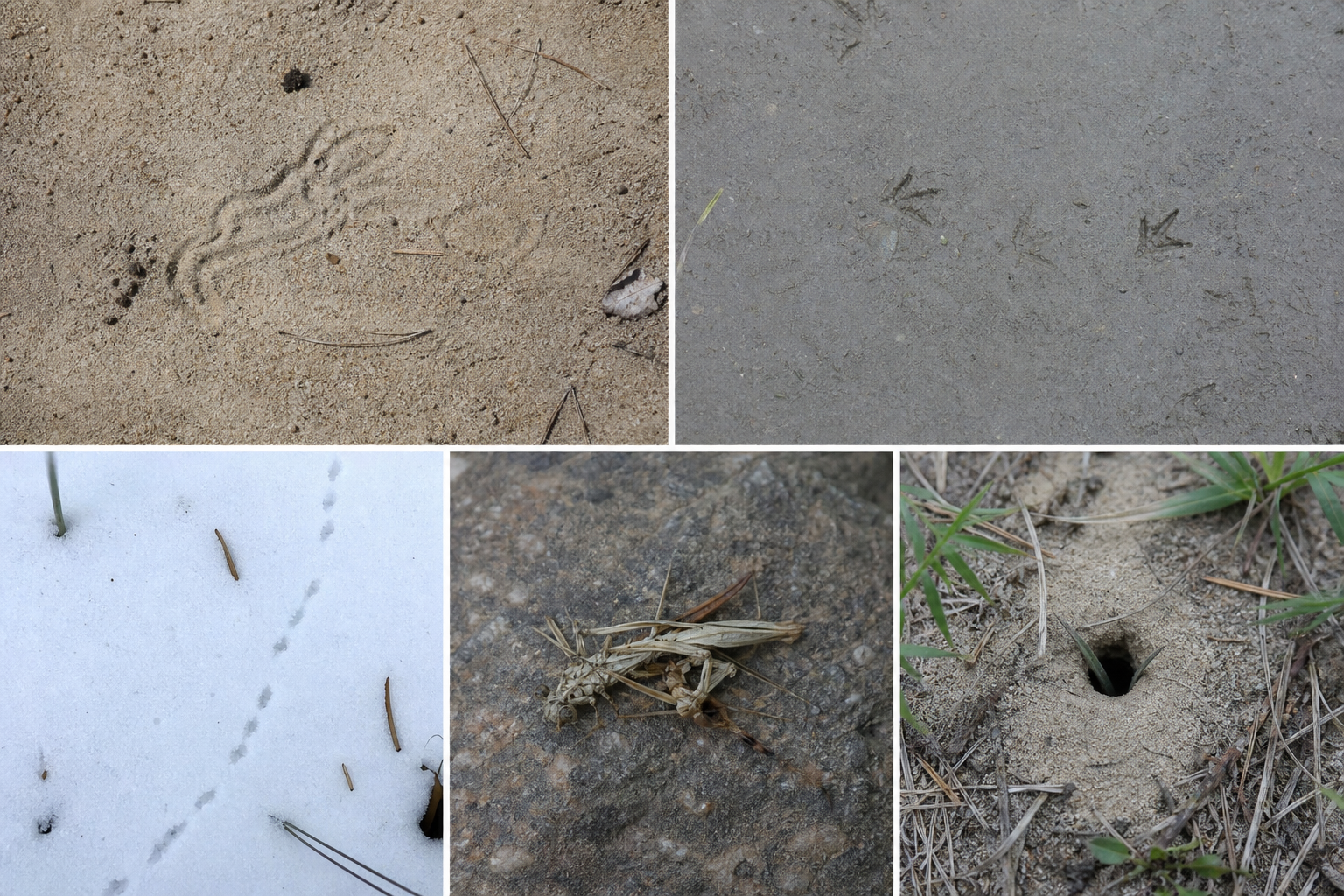 Traces et indices