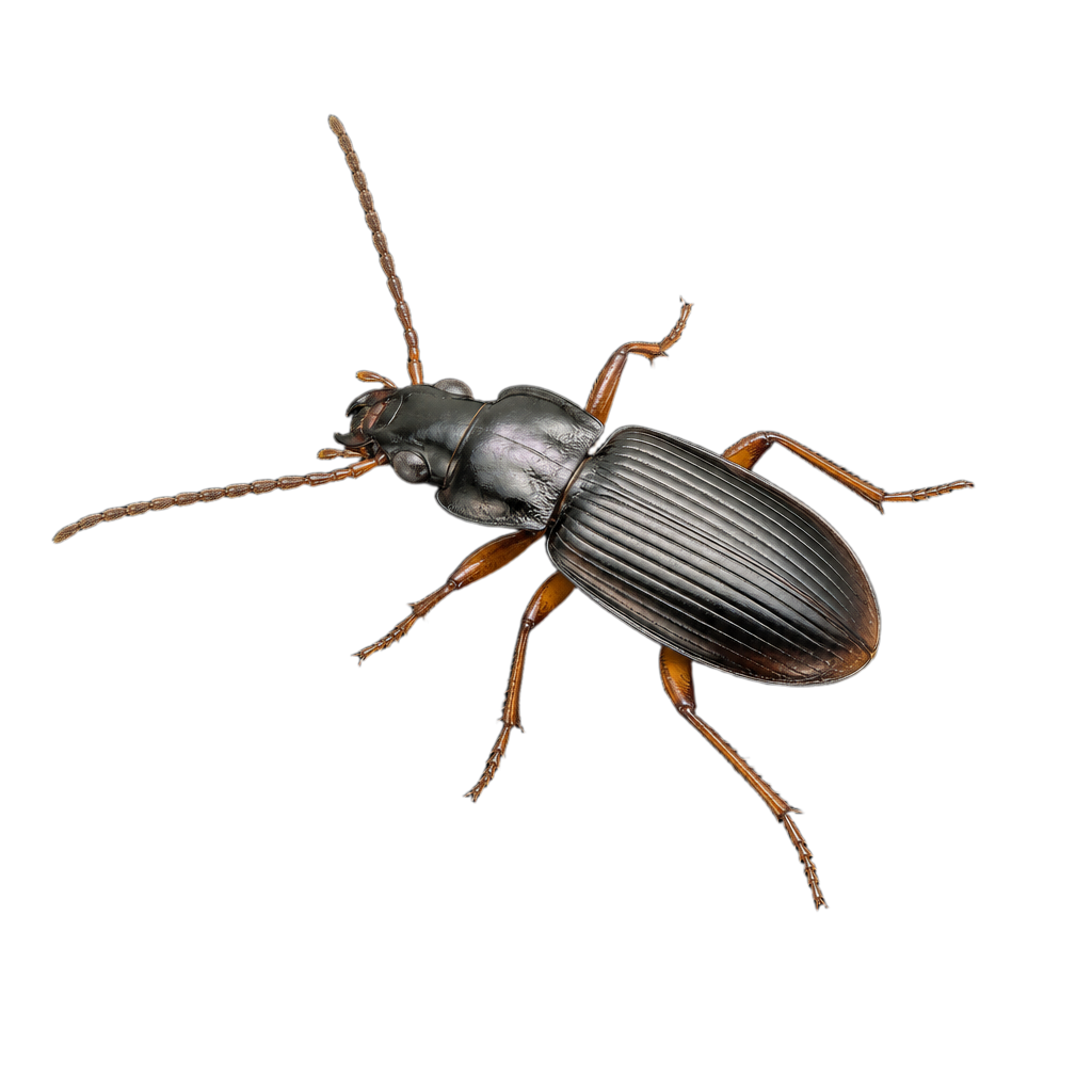 Agonum harrisii au Québec