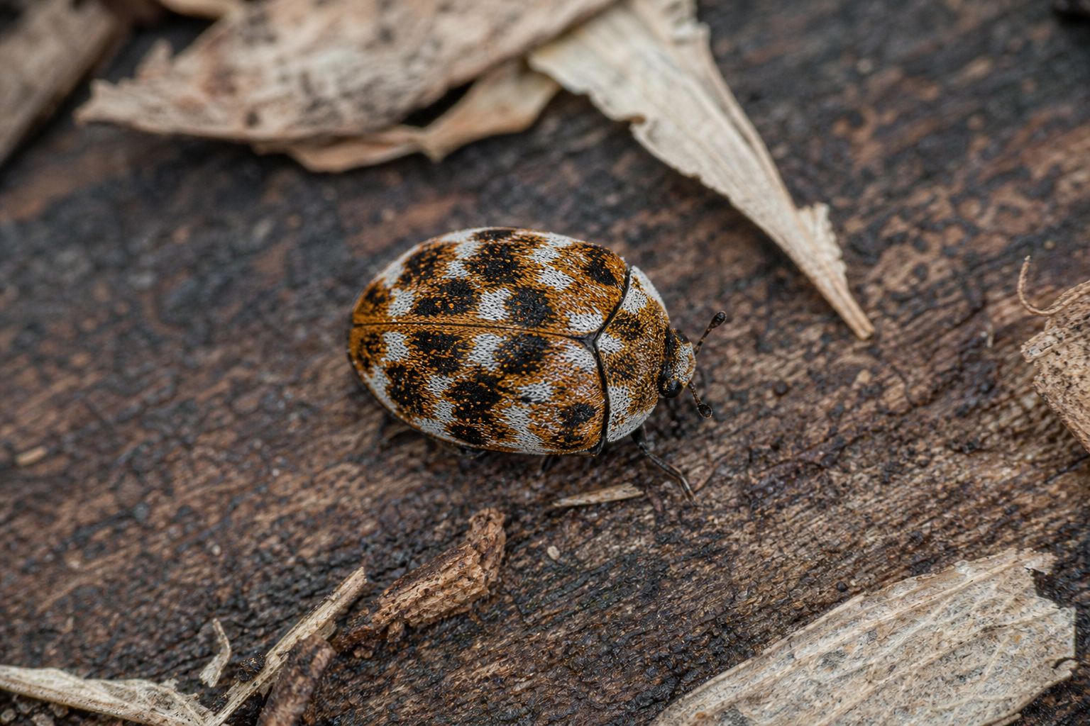 Anthrenus museorum au Québec