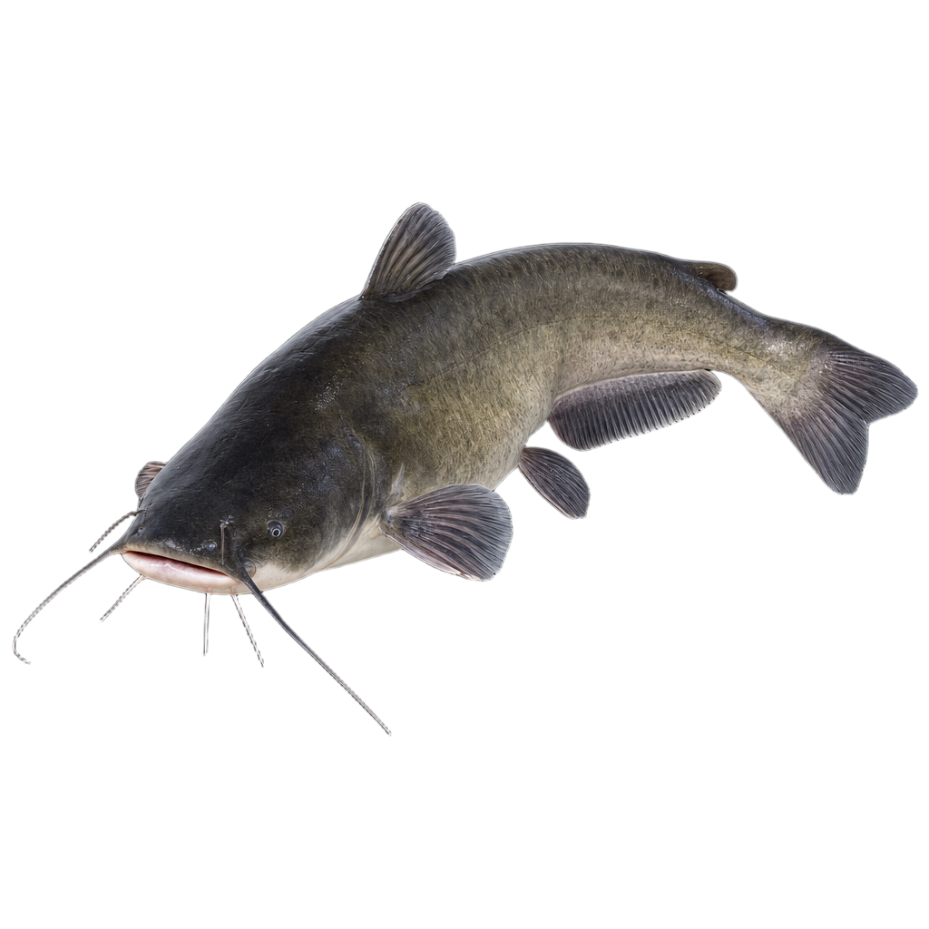 Barbue de rivière adulte, corps gris bleuté sans écailles, barbillons autour de la bouche et nageoire caudale fourchue.