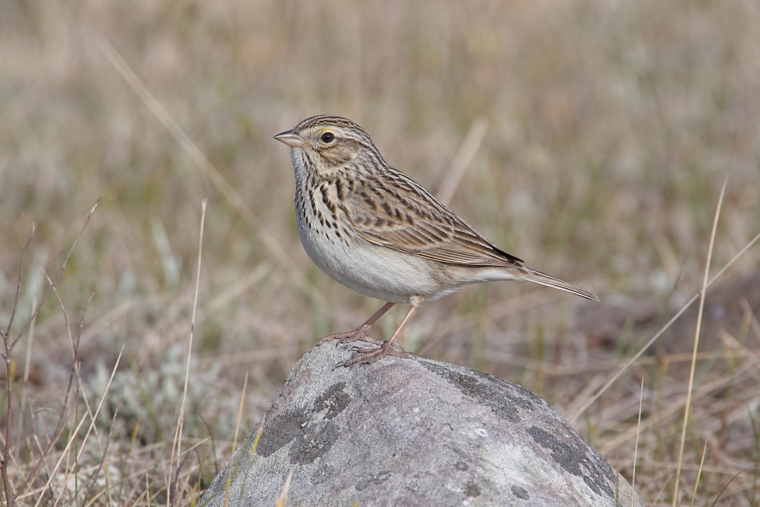 Bruant vespéral adulte au plumage brun strié, cercle oculaire pâle et épaulette châtain, posé en bordure d'un champ.