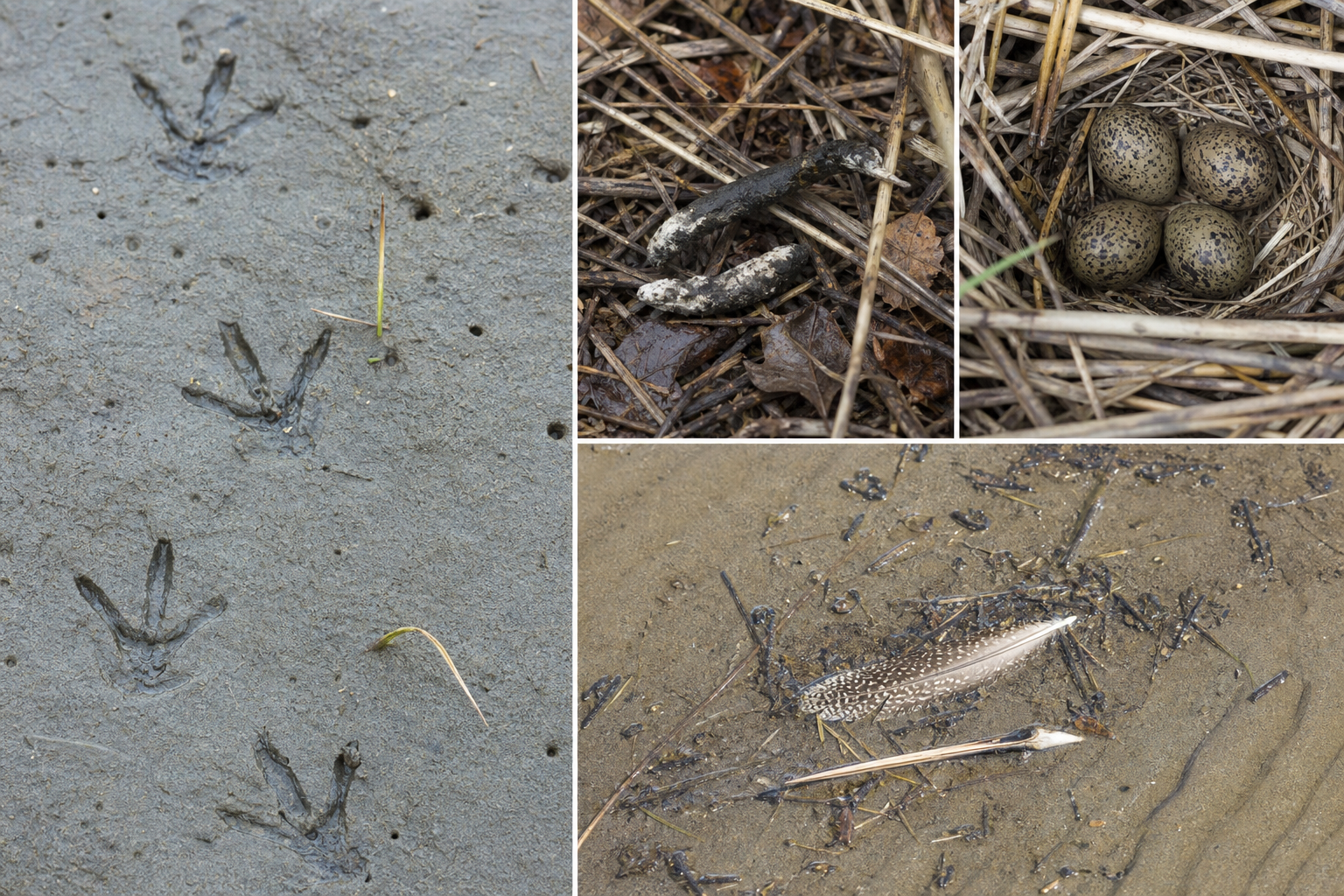Traces et indices