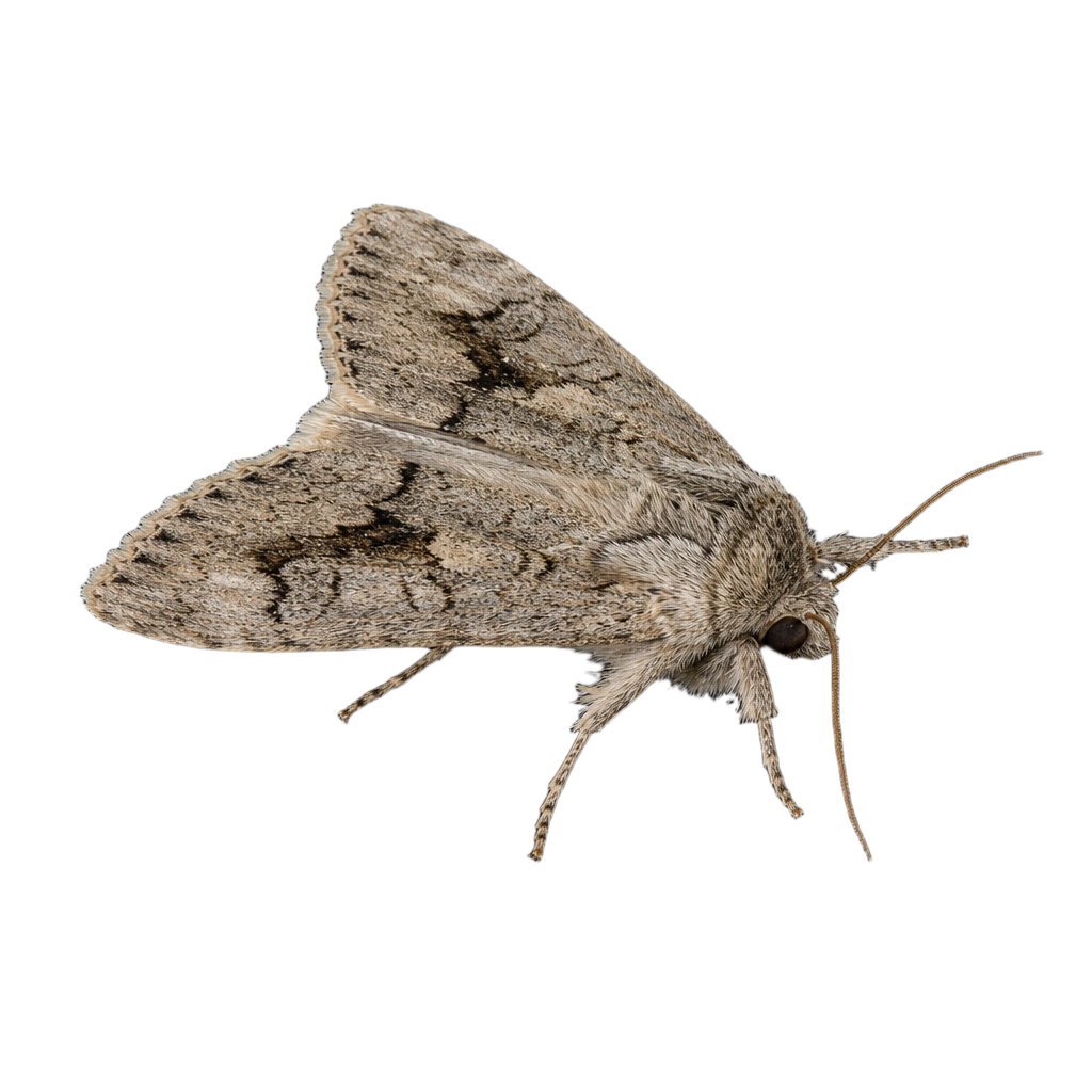 Acronicta innotata au Québec
