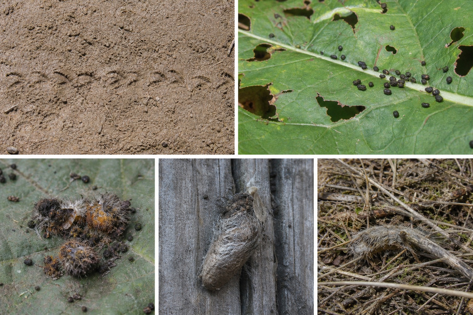 Traces et indices de Acronicta innotata