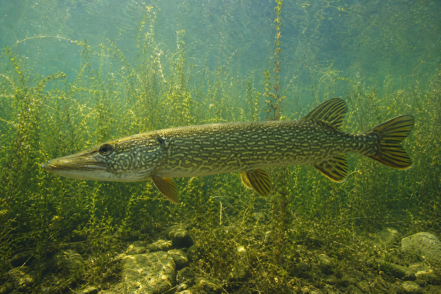 Brochet vermiculé, petit poisson allongé aux flancs verdâtres marqués de lignes sinueuses sombres, parmi des herbiers aquatiques.