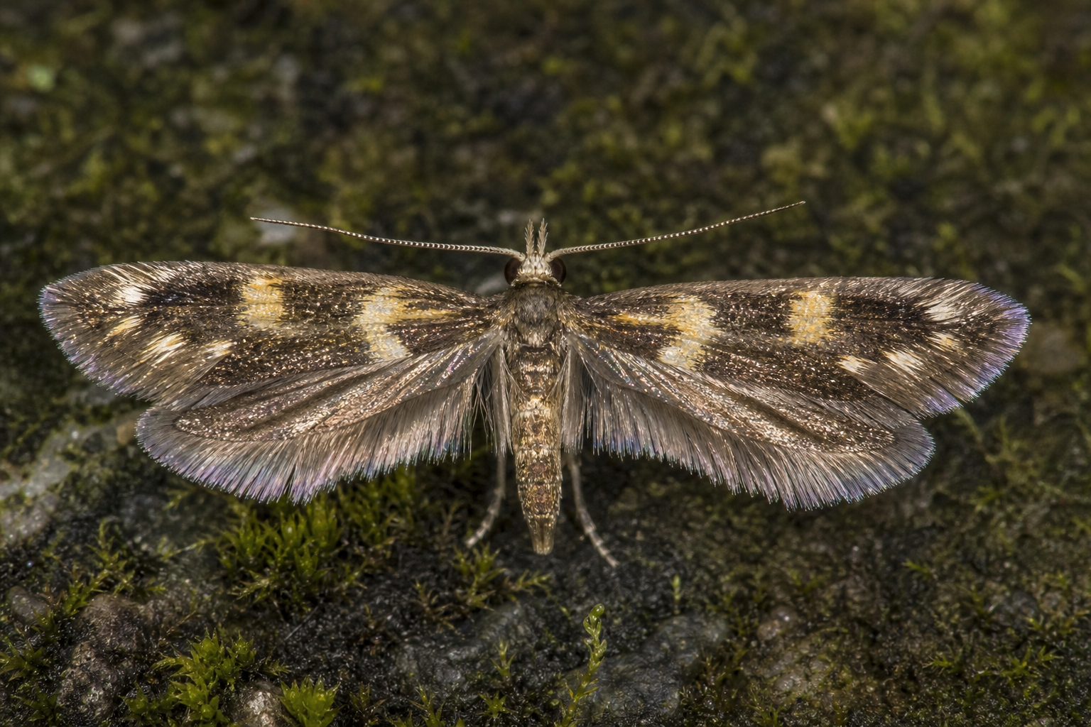 Argyresthia calliphanes au Québec