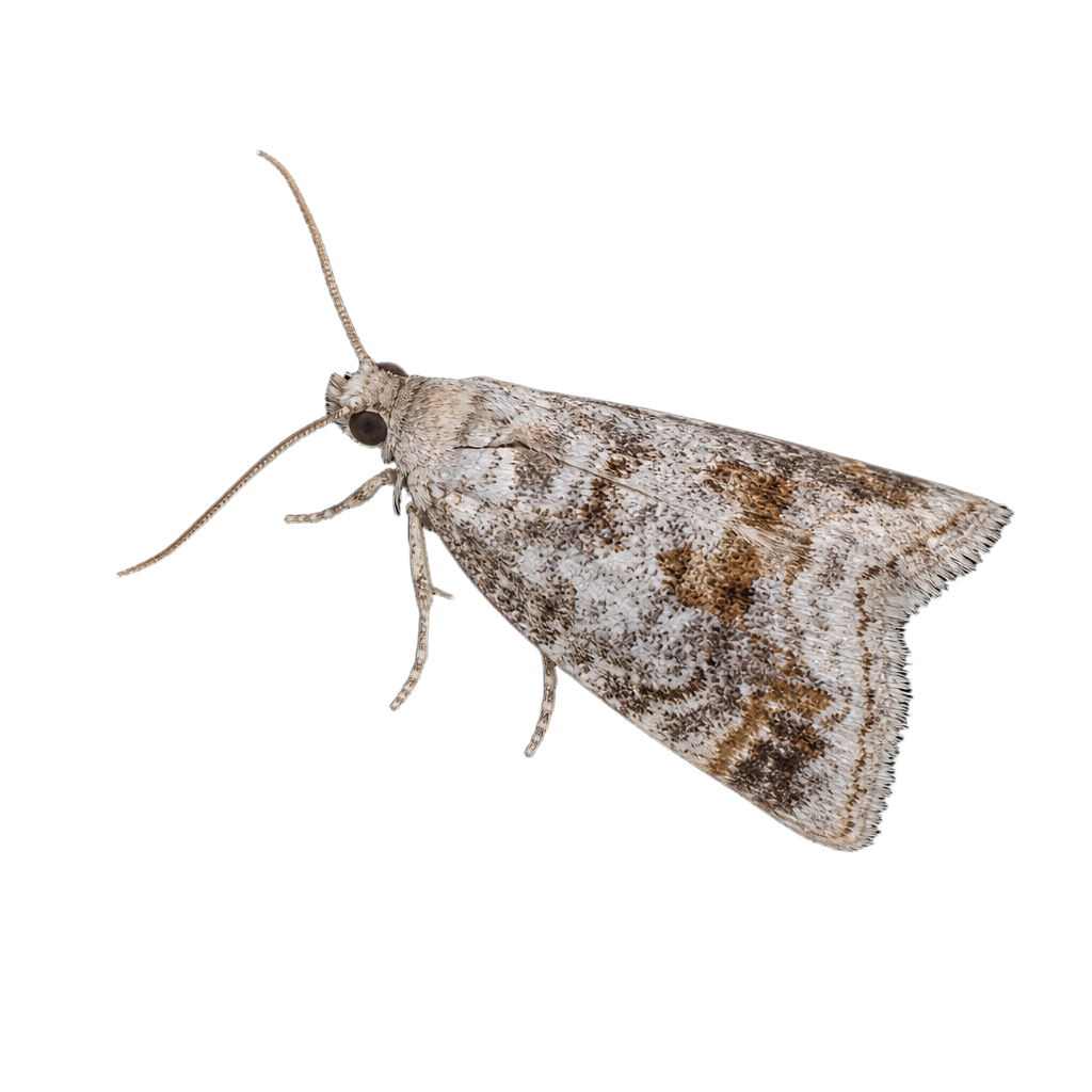 Acleris hastiana au Québec