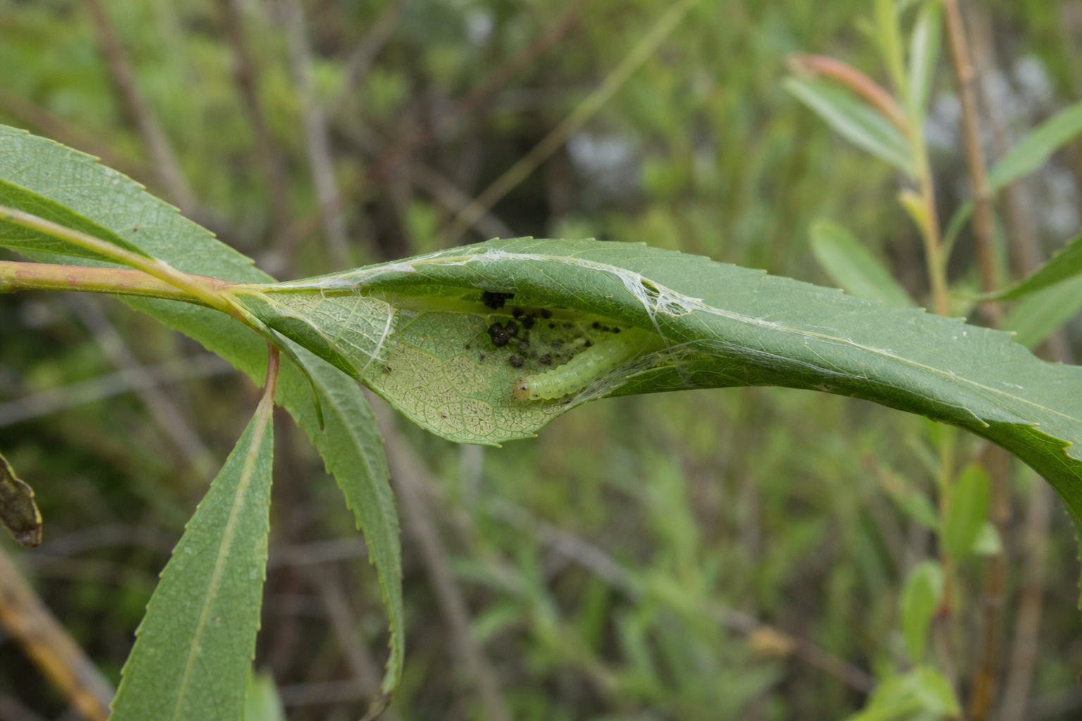 Traces et indices de Acleris hastiana