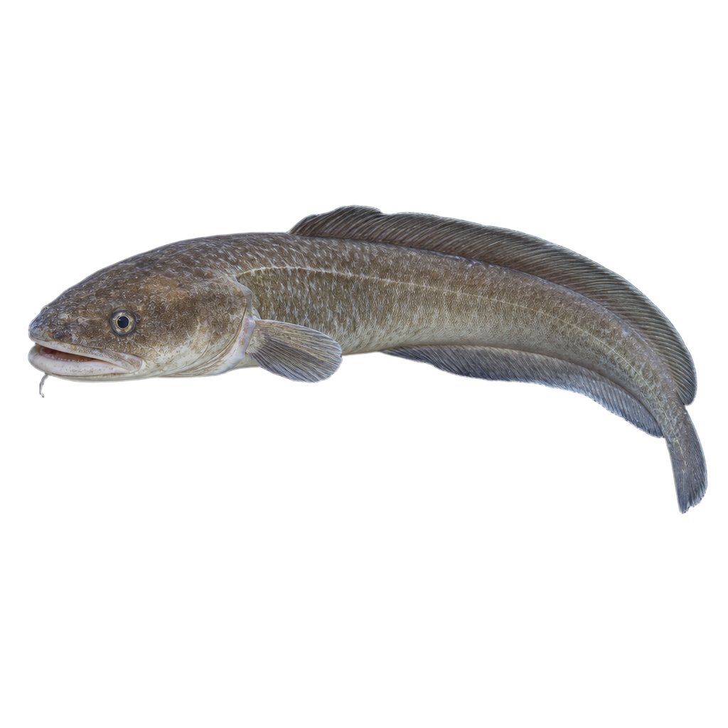 Brosme, poisson marin au corps allongé brun rougeâtre doté d'une unique nageoire dorsale basse et d'un barbillon sous la mâchoire.