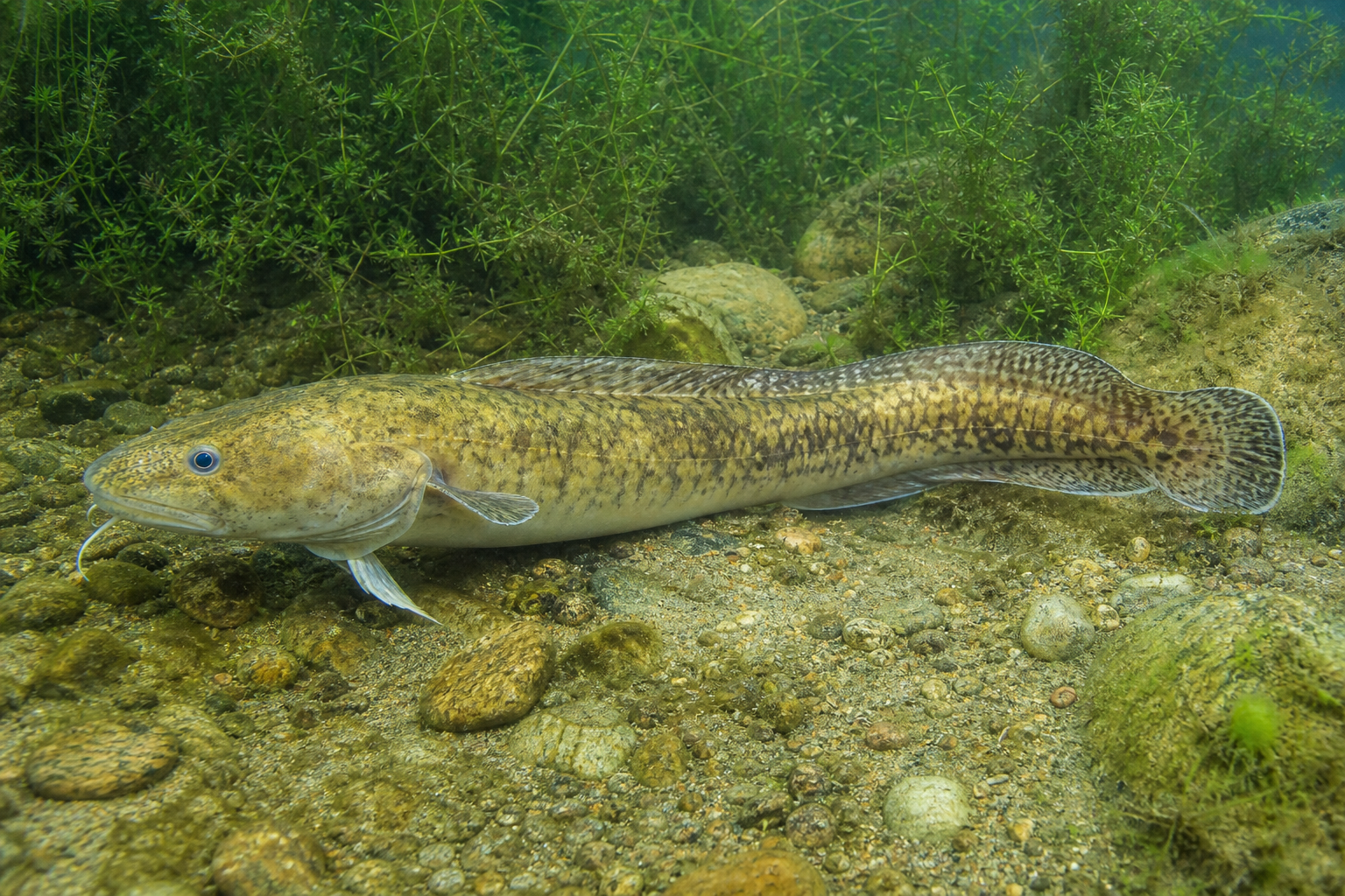 Brosme, poisson marin au corps allongé brun rougeâtre doté d'une unique nageoire dorsale basse et d'un barbillon sous la mâchoire.