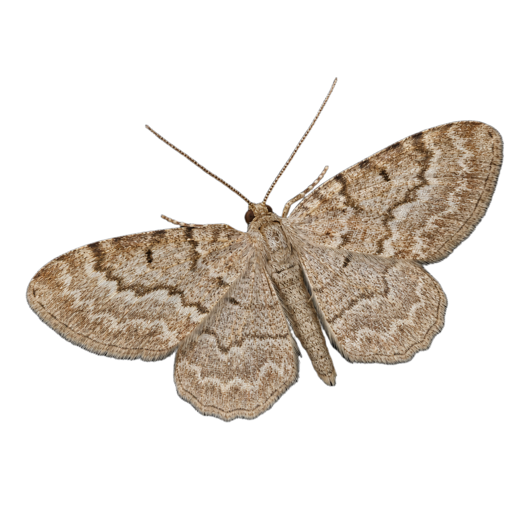 Acutalis tartarea au Québec