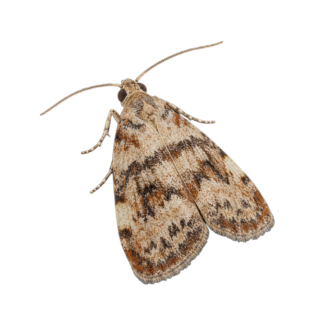 Acleris maculidorsana au Québec