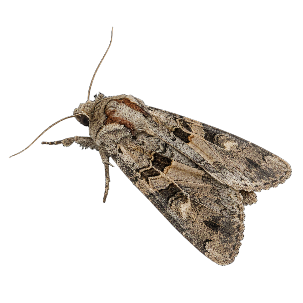 Acronicta superans au Québec