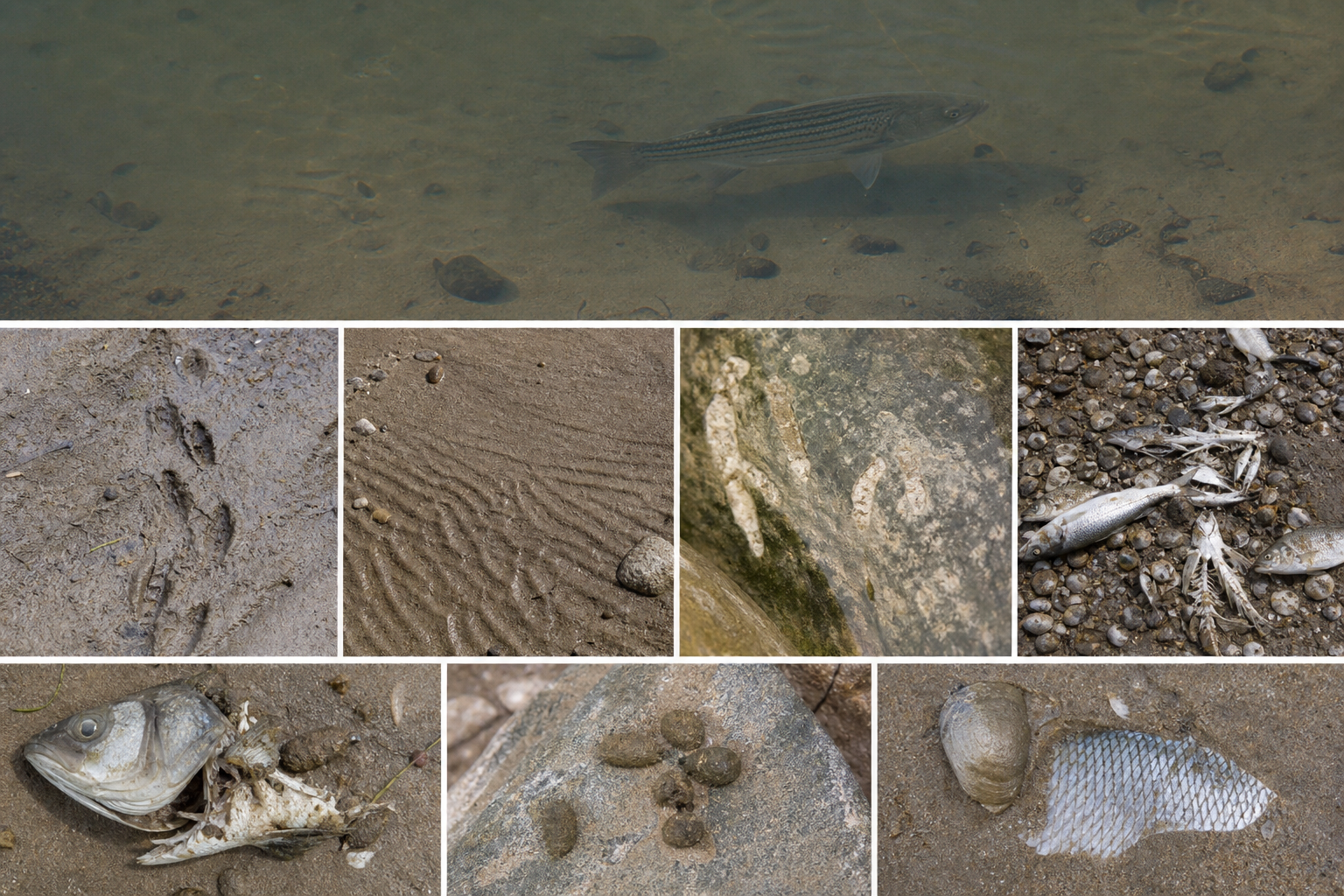 Traces et indices