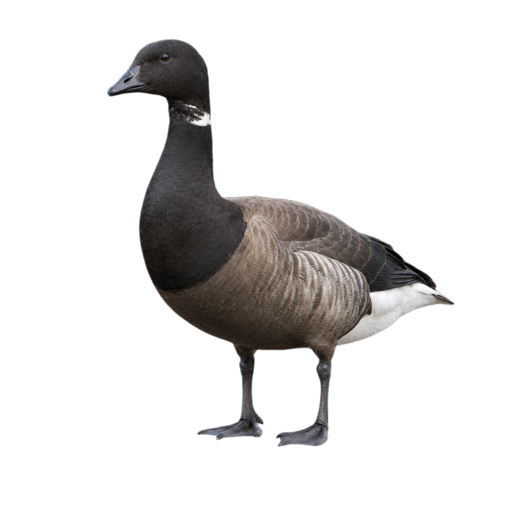 Bernache cravant adulte au plumage sombre, tête et cou noirs marqués d'une fine tache blanche latérale, sur une batture côtière.