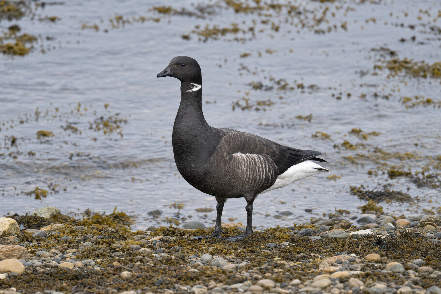 Bernache cravant adulte au plumage sombre, tête et cou noirs marqués d'une fine tache blanche latérale, sur une batture côtière.