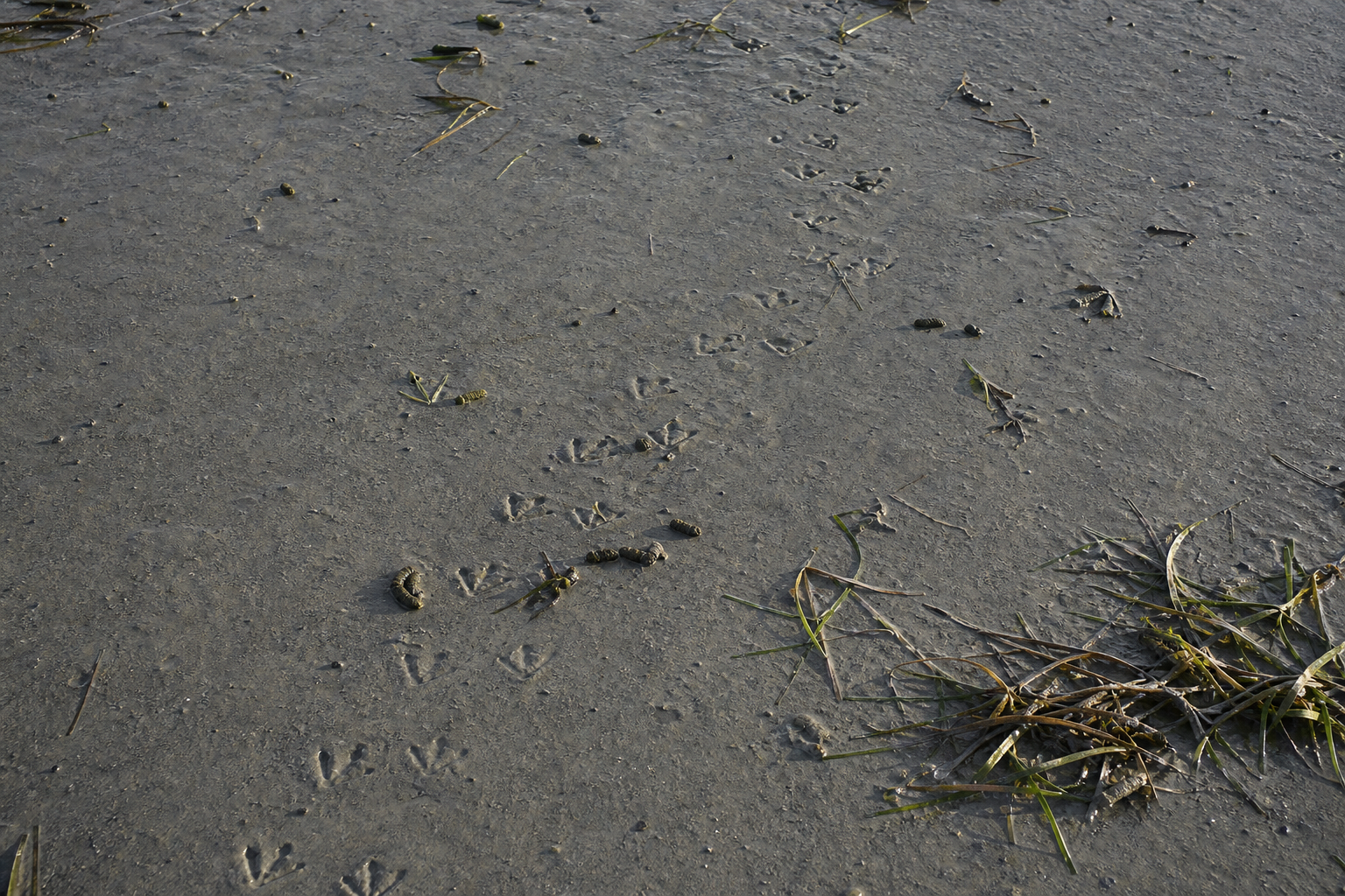 Traces et indices