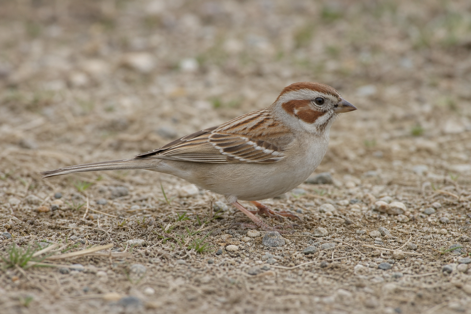 Bruant à joues marron adulte perché, montrant sa tête rousse et blanche contrastée et la tache sombre de sa poitrine.