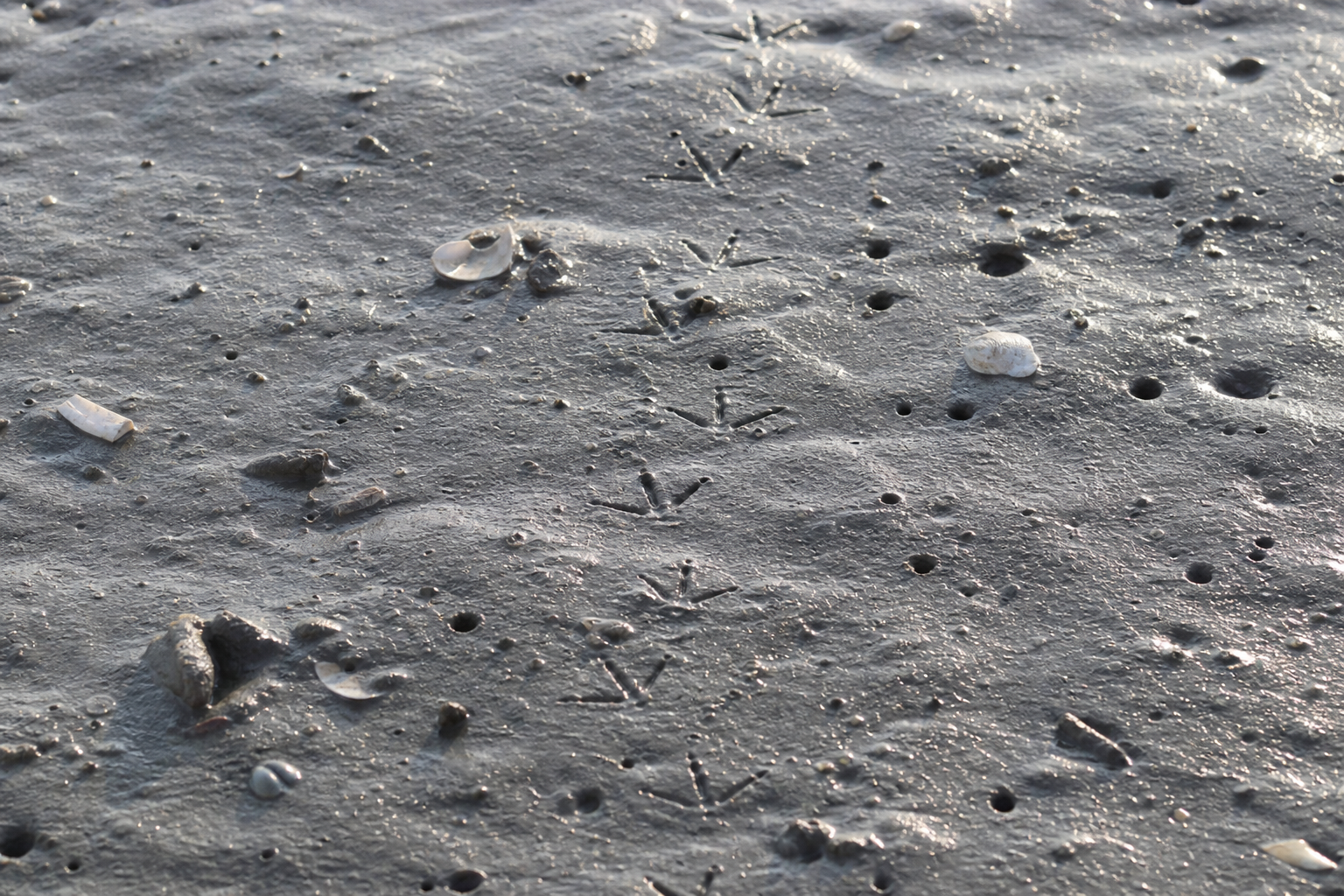 Traces et indices de Bécasseau minuscule