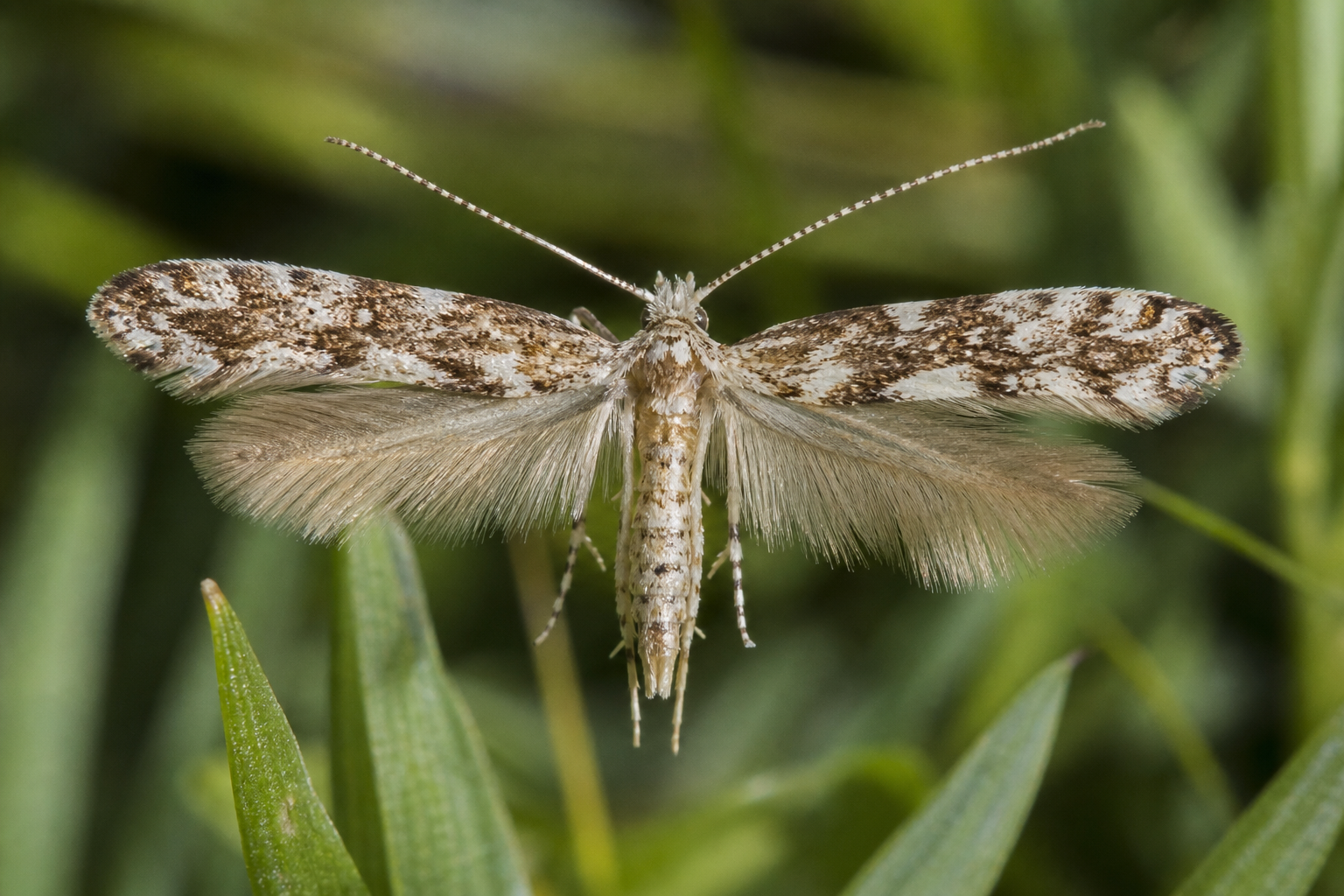 Argyresthia thuiella au Québec
