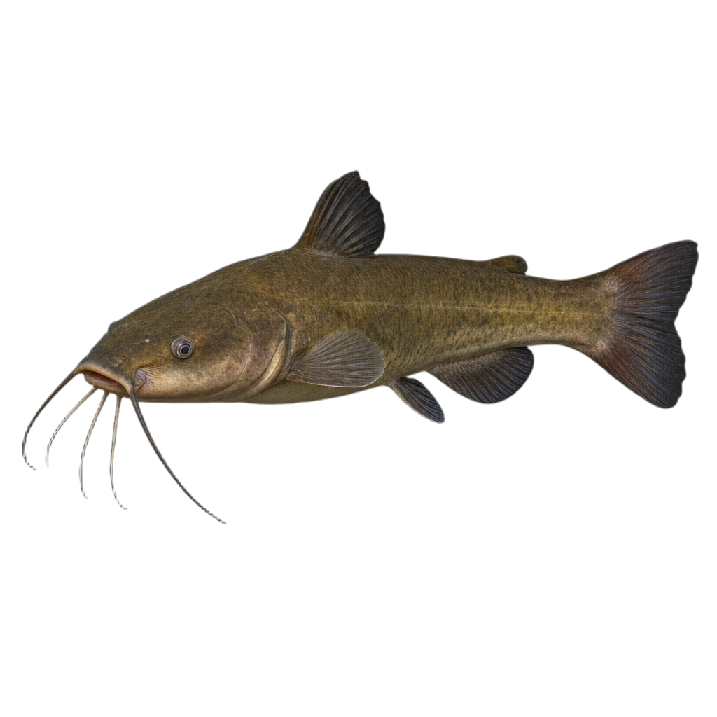 Barbotte brune (Ameiurus nebulosus), poisson-chat brun marbré sans écailles portant huit barbillons autour de la bouche.