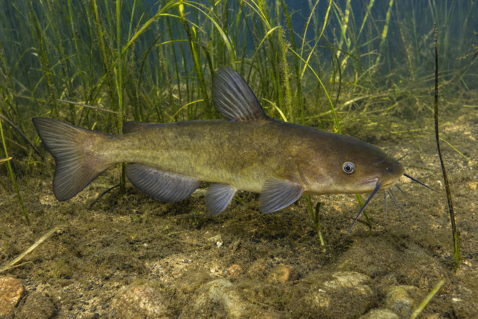 Barbotte brune (Ameiurus nebulosus), poisson-chat brun marbré sans écailles portant huit barbillons autour de la bouche.