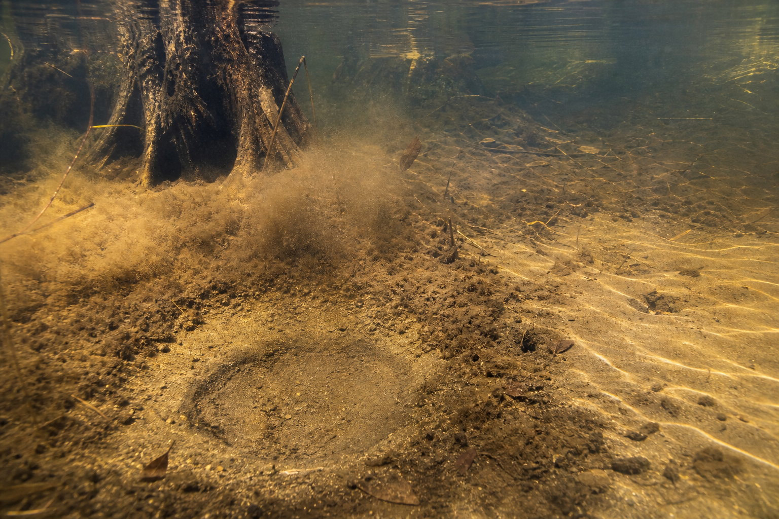 Traces et indices de Barbotte brune