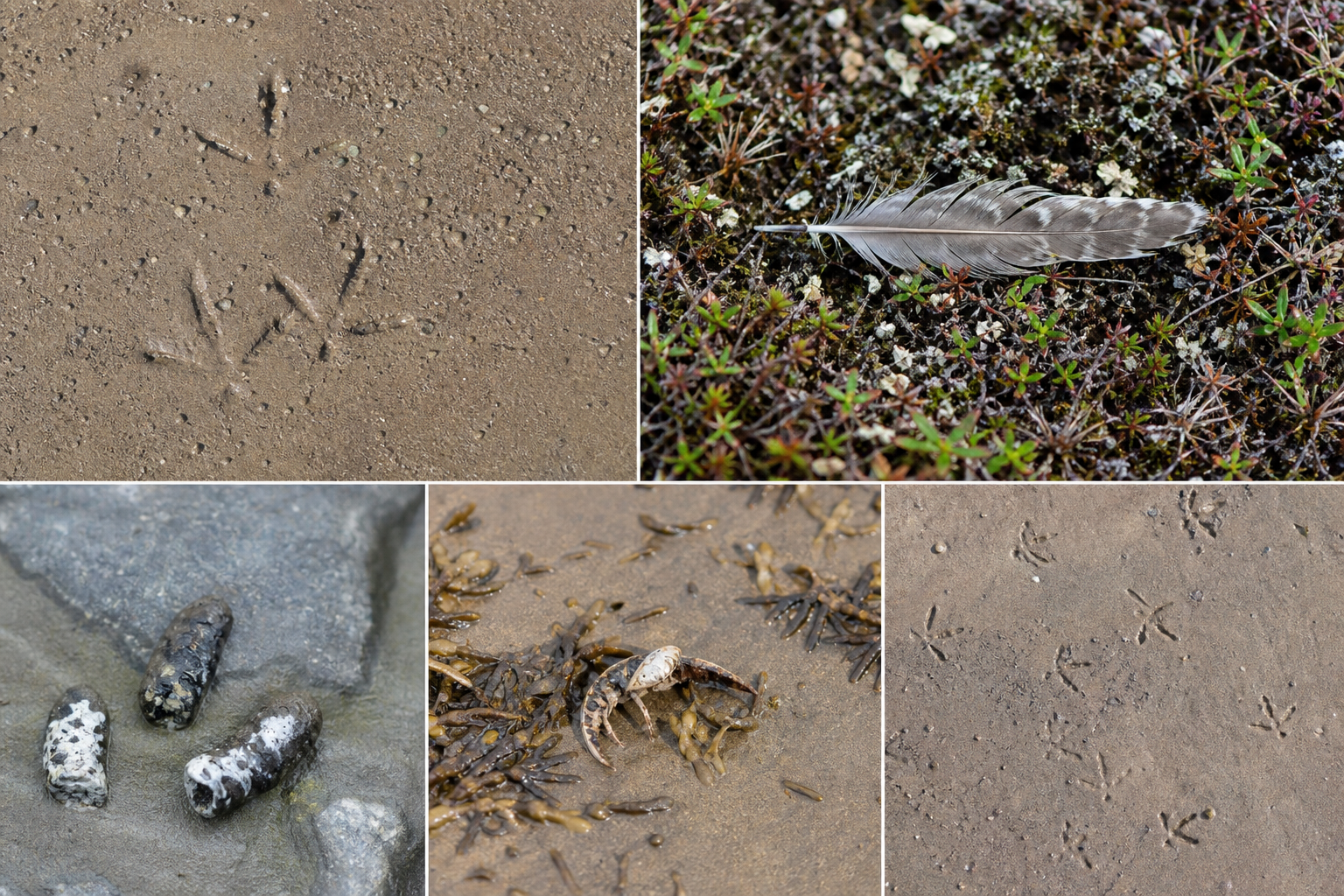 Traces et indices