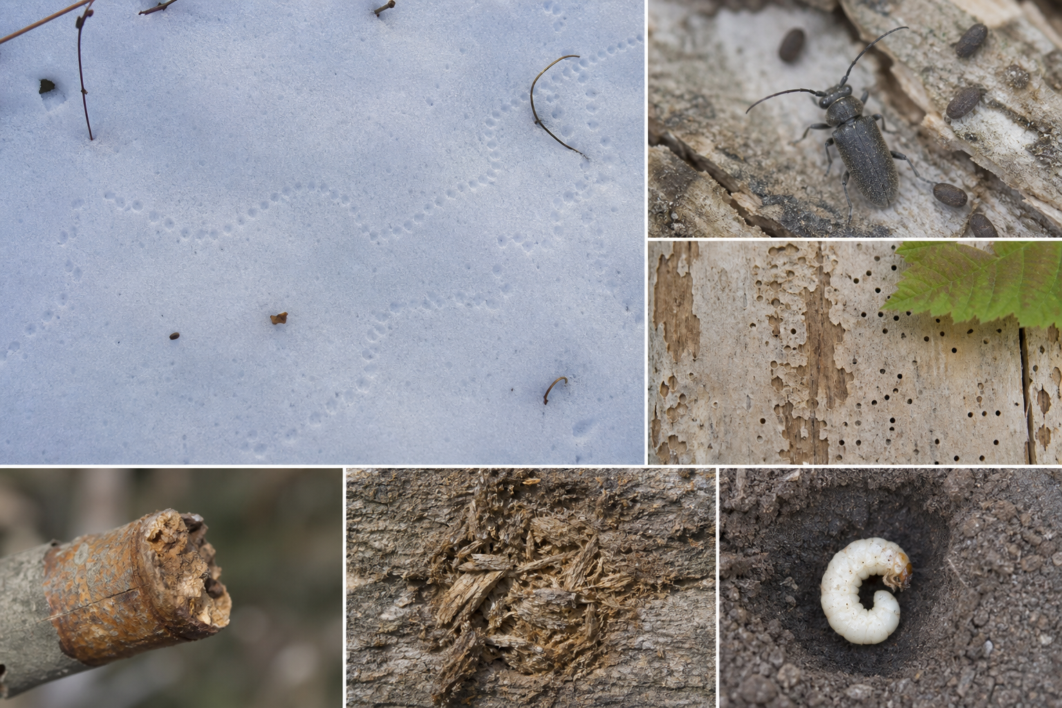 Traces et indices