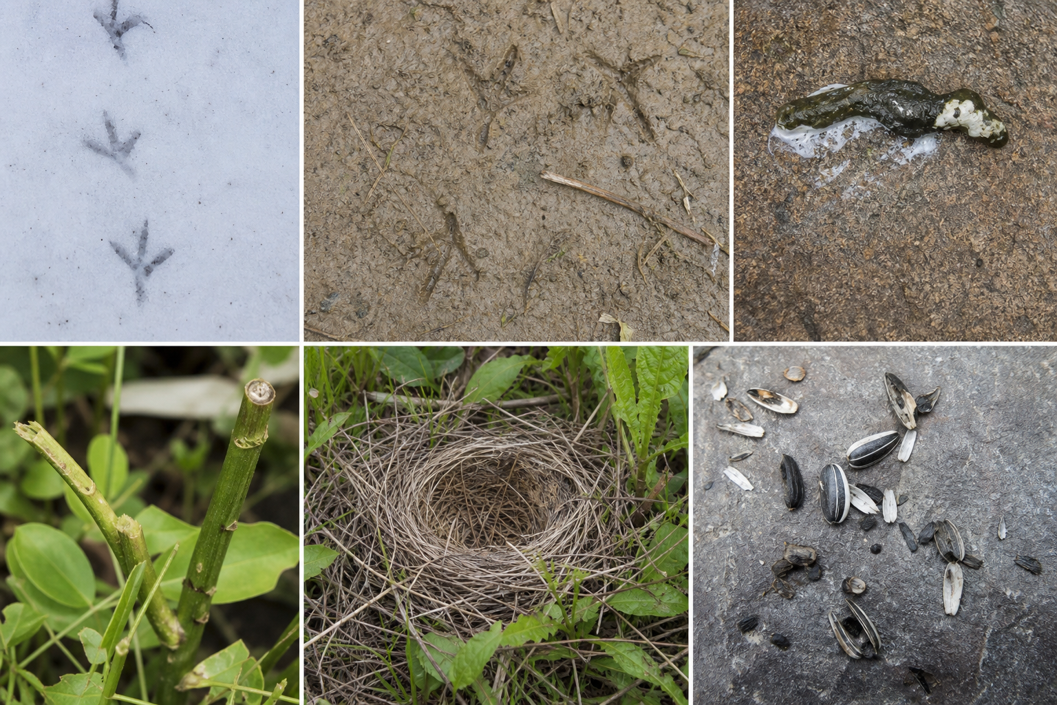 Traces et indices