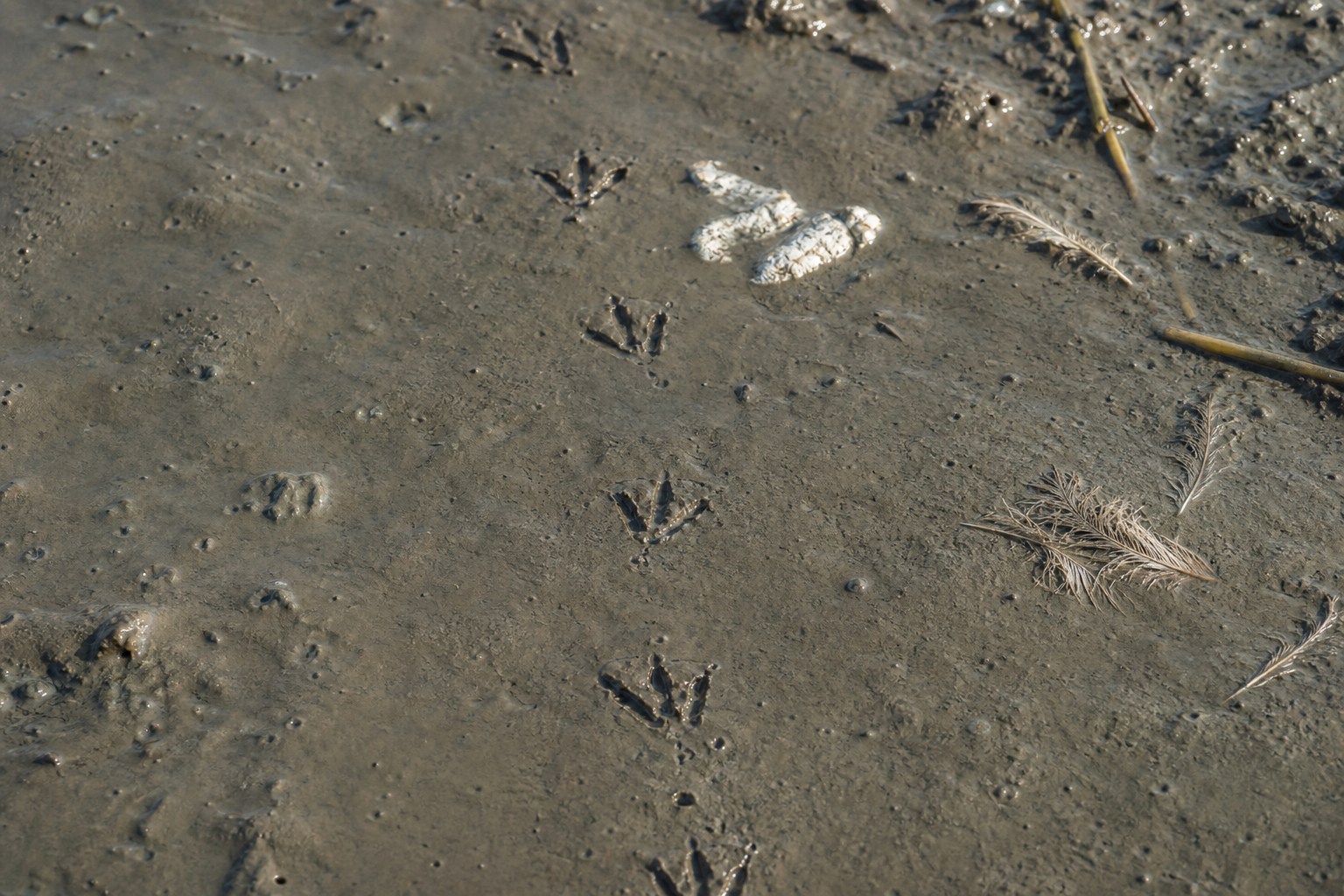 Traces et indices