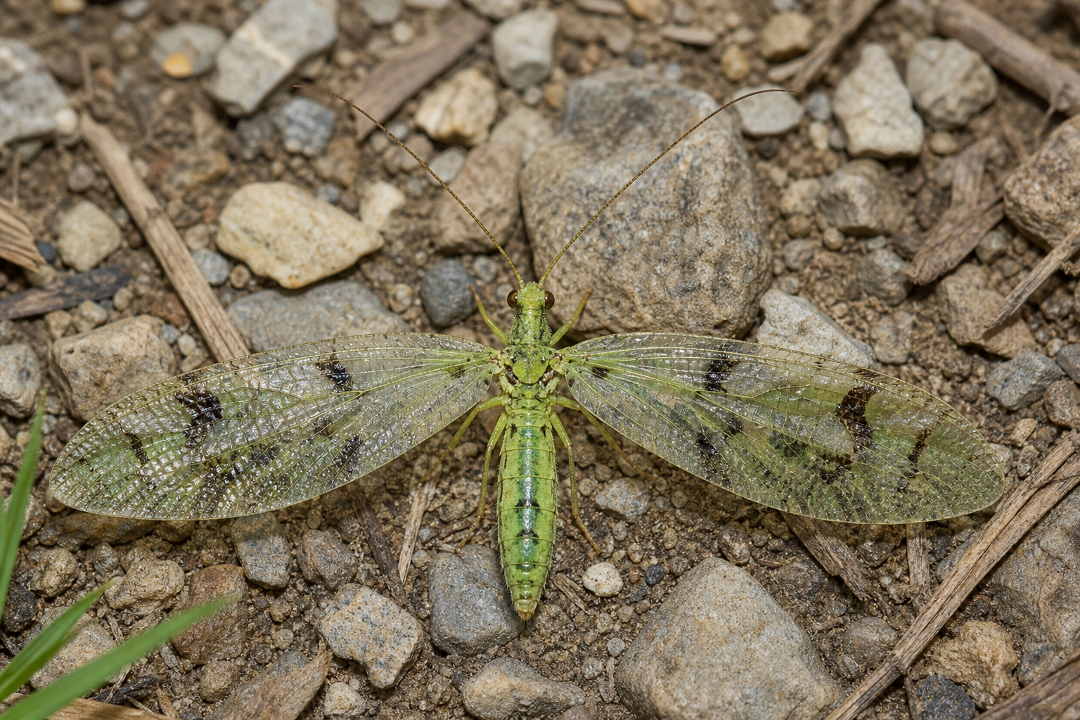Anaplectoides prasina au Québec