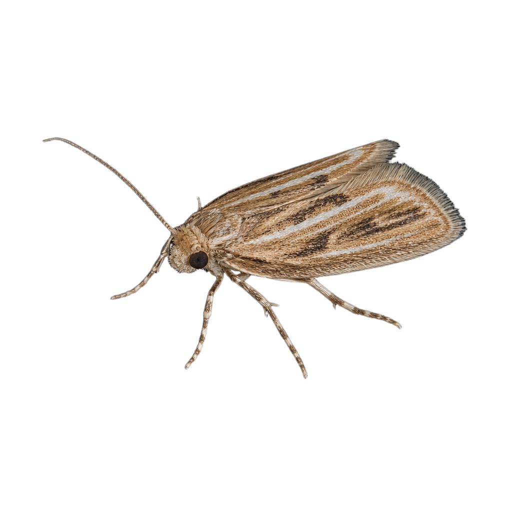 Apomyelois bistriatella au Québec