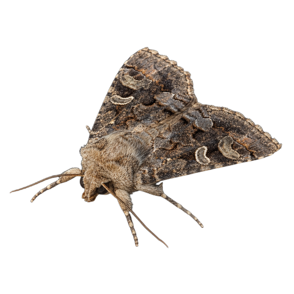 Acronicta tritona au Québec