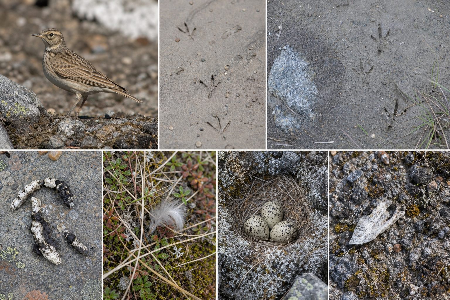 Traces et indices