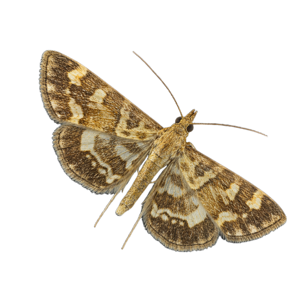 Anania hortulata au Québec