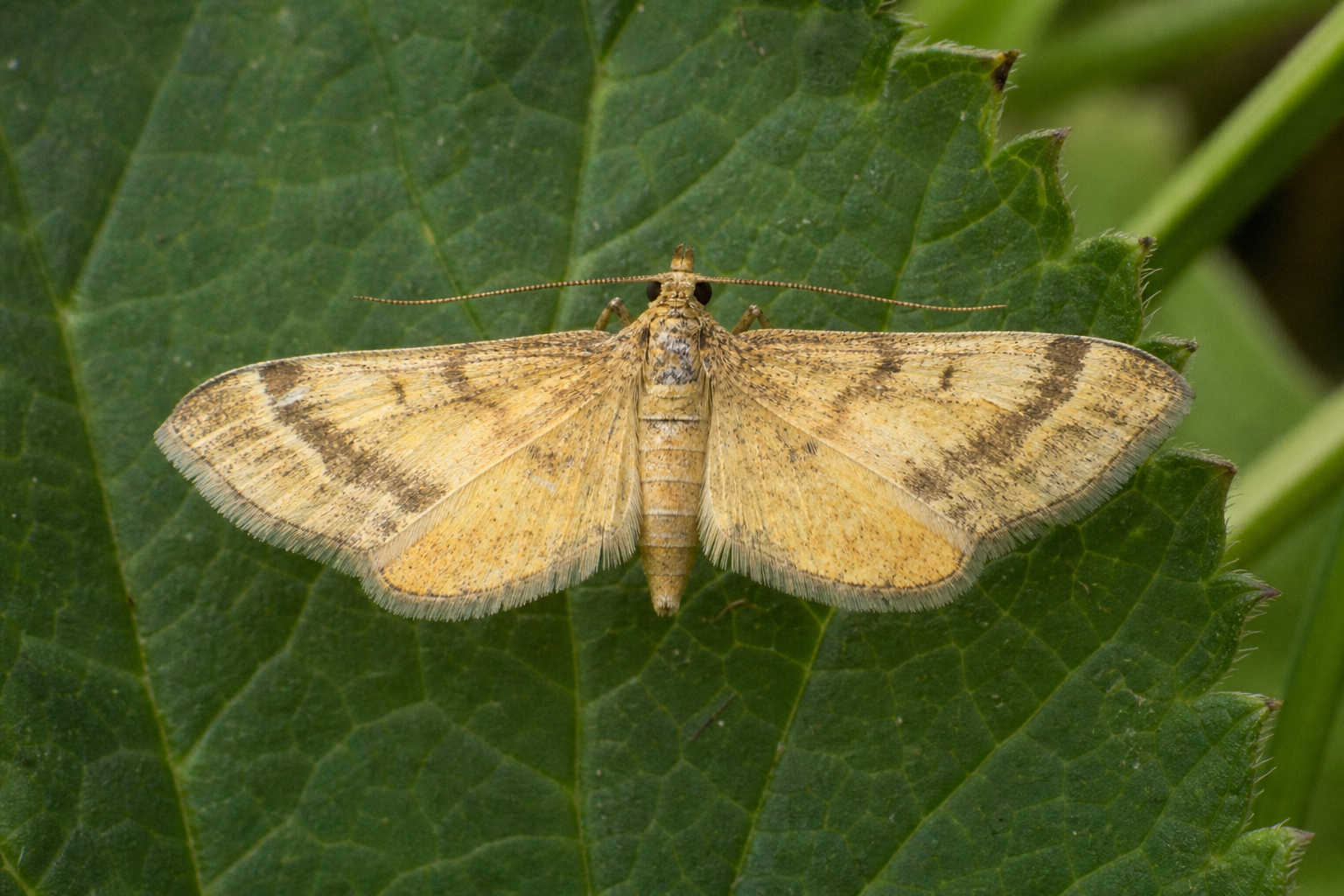 Anania hortulata au Québec