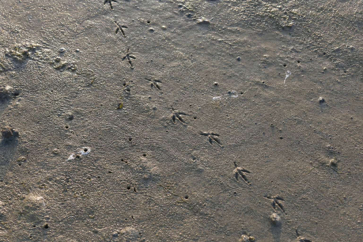 Traces et indices de Bécasseau semipalmé