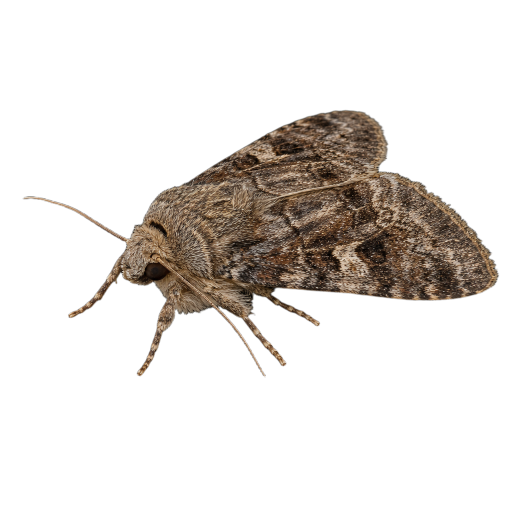 Acronicta noctivaga au Québec