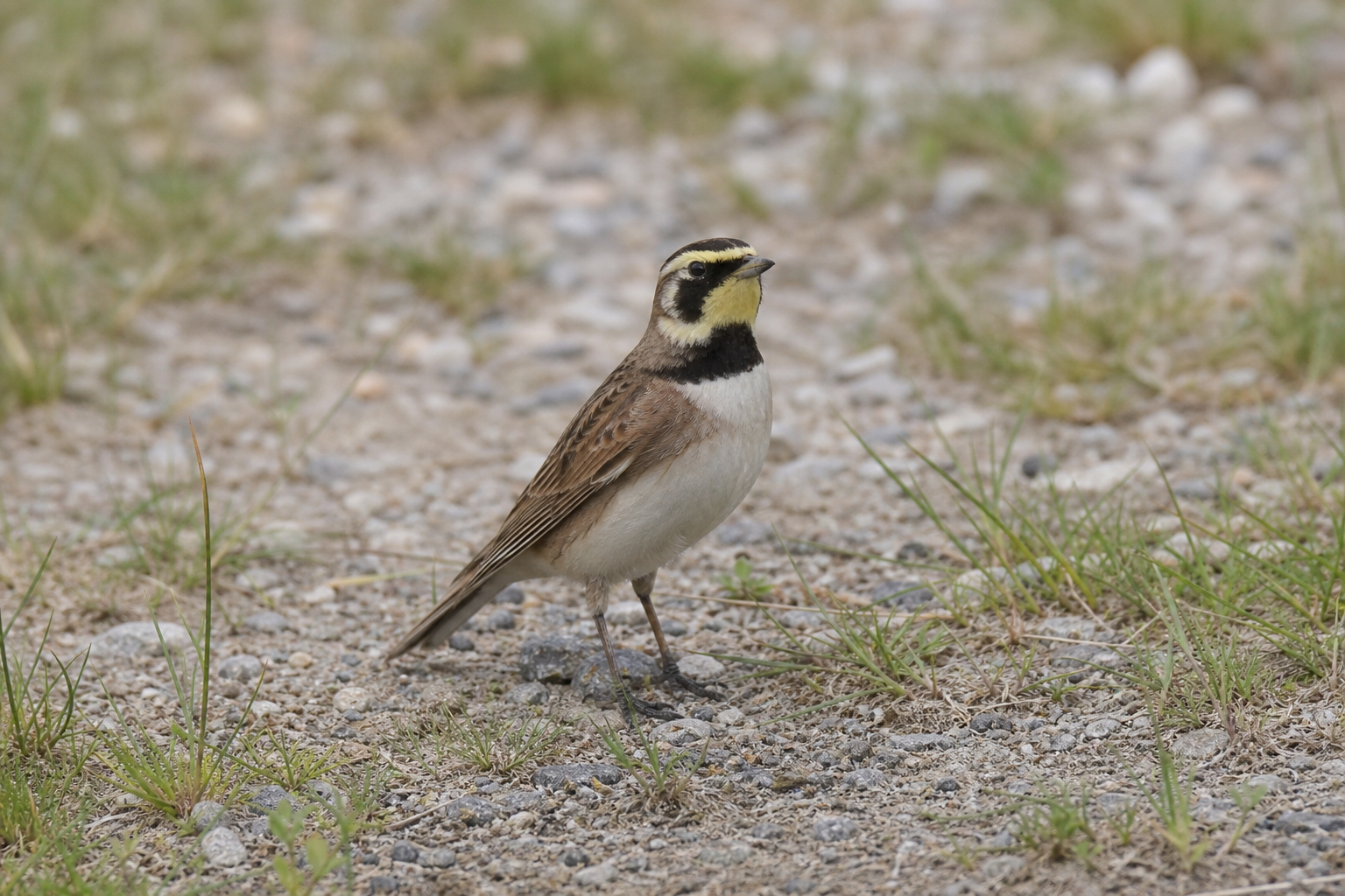 Bruant maritime au plumage gris-brun olivâtre, avec une marque jaune devant l'œil, perché sur une tige de graminée de marais salé.