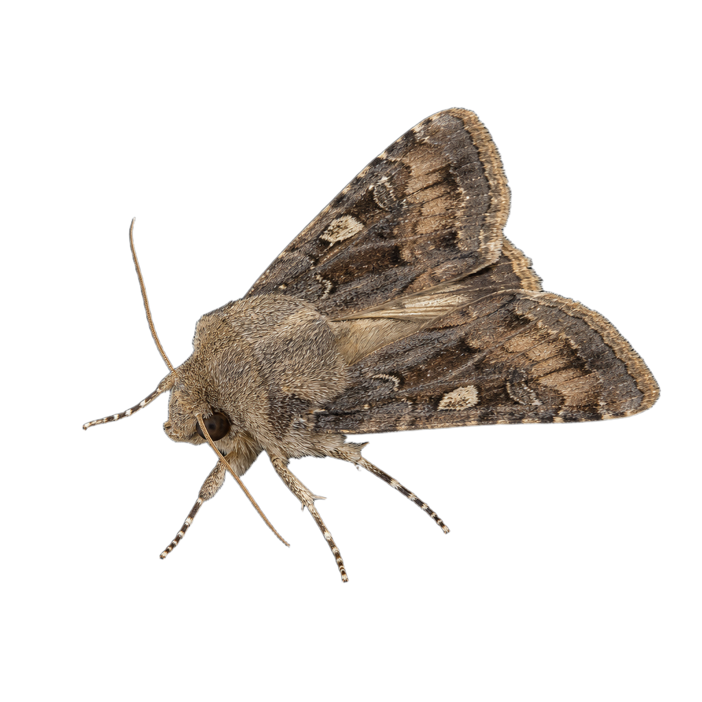 Abagrotis alternata au Québec